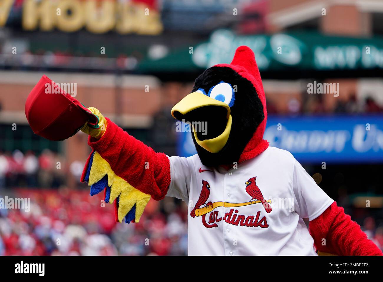 St. Louis Cardinals mascot Fredbird tips his cap as festivities
