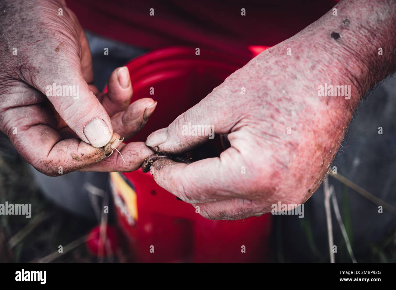 caucasian hands putting a worm on a hook to use as live bait Stock
