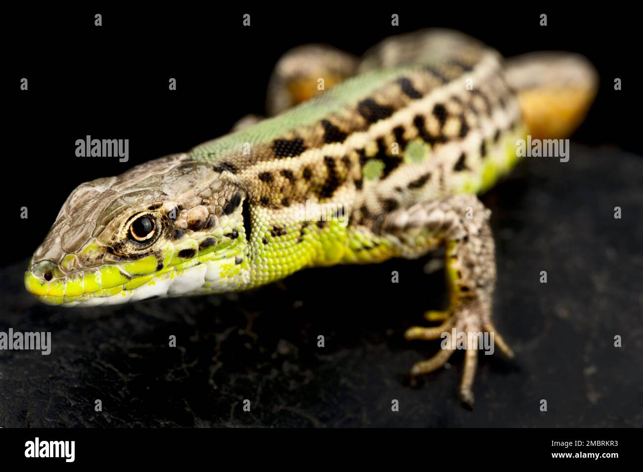 Balkan wall lizard (Podarcis tauricus) Stock Photo