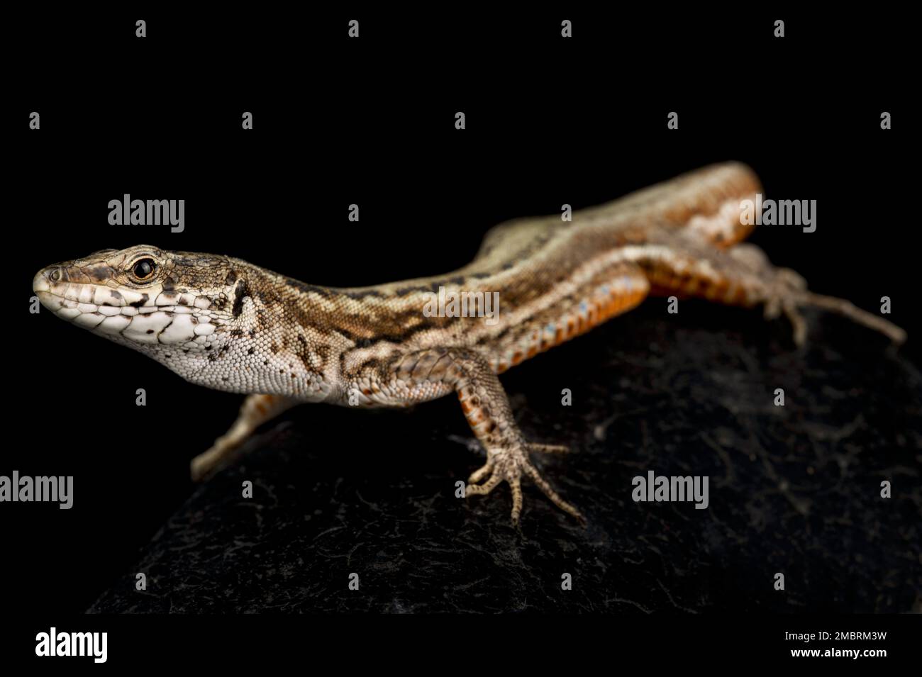 Guadarrama Wall Lizard (Podarcis guadarramae) Stock Photo
