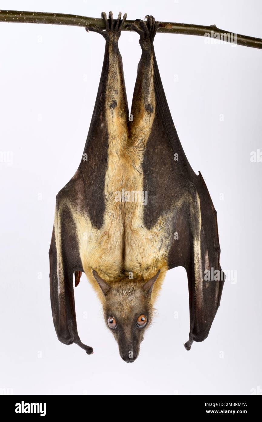 Little collared fruit bat (Myonycteris torquata) Stock Photo