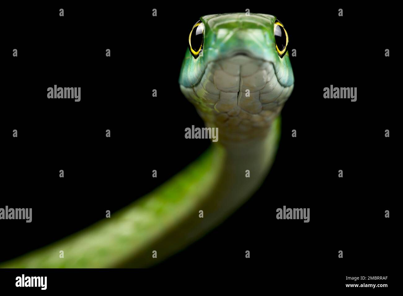 Northern Green Bush Snake (Philothamnus irregularis) Stock Photo