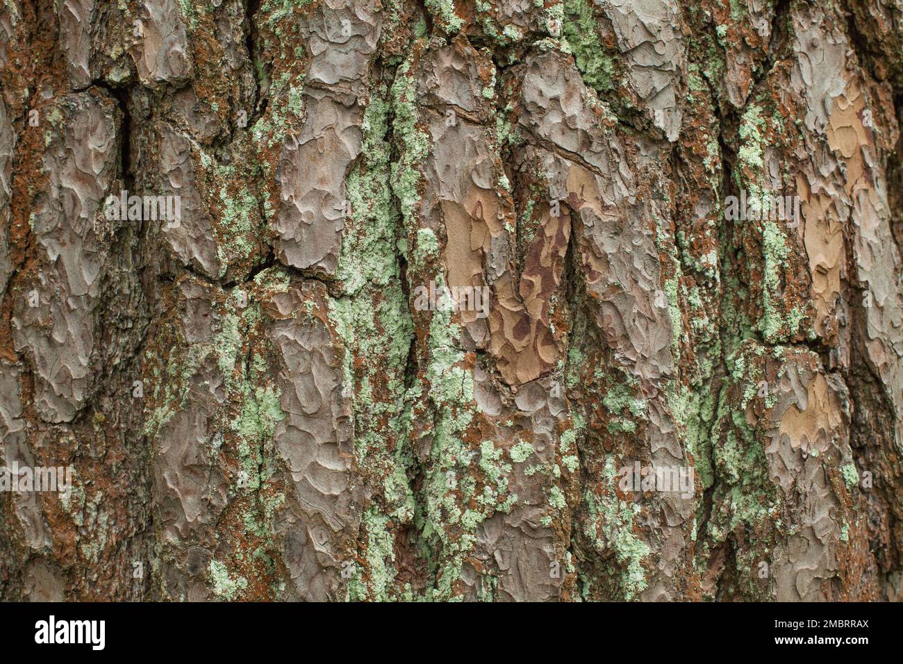 Old bark with moss texture background Stock Photo - Alamy
