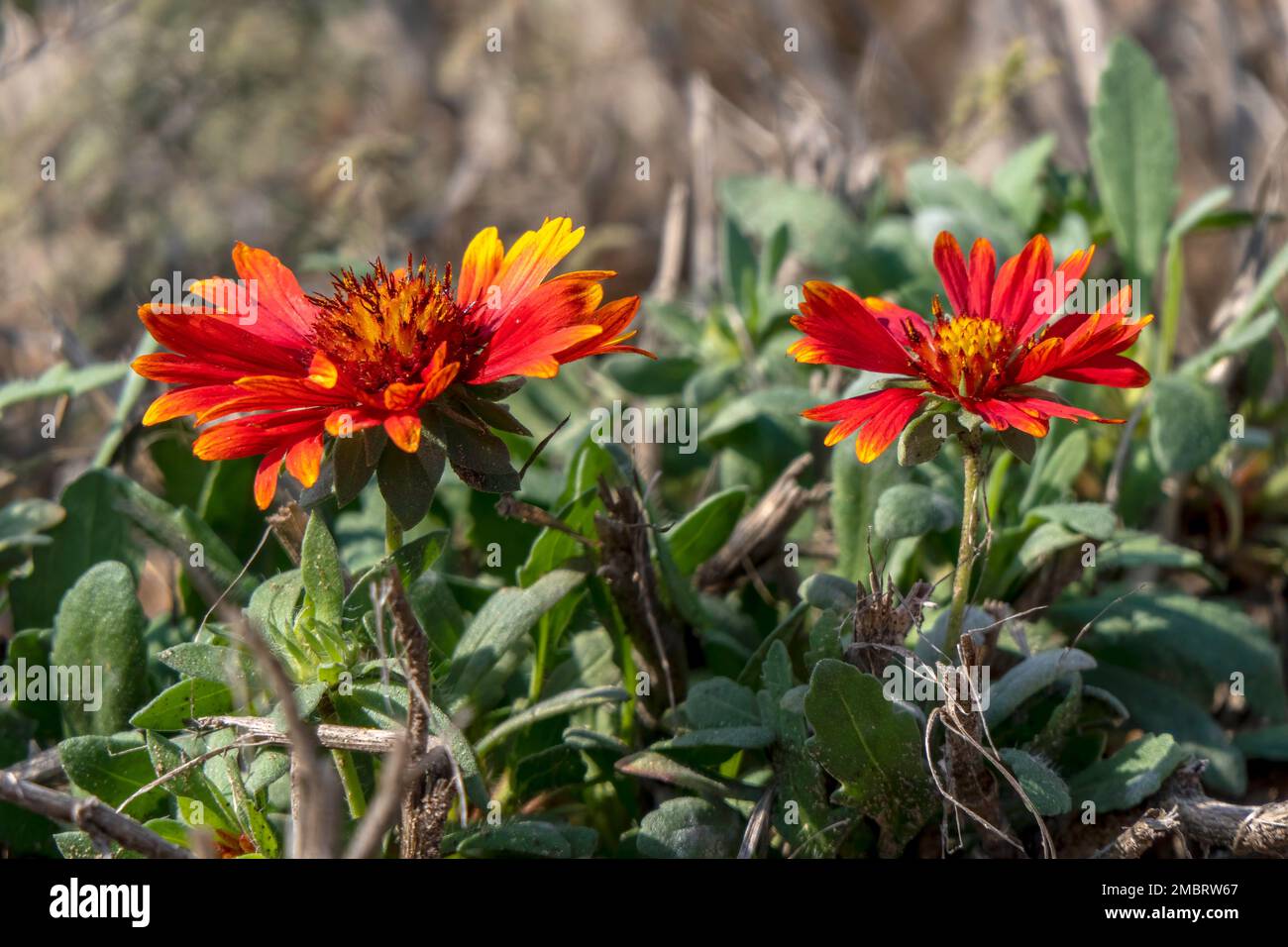 Colorful Blanket flower Gaillardia flower on blurred background close up Selective focus Stock Photo