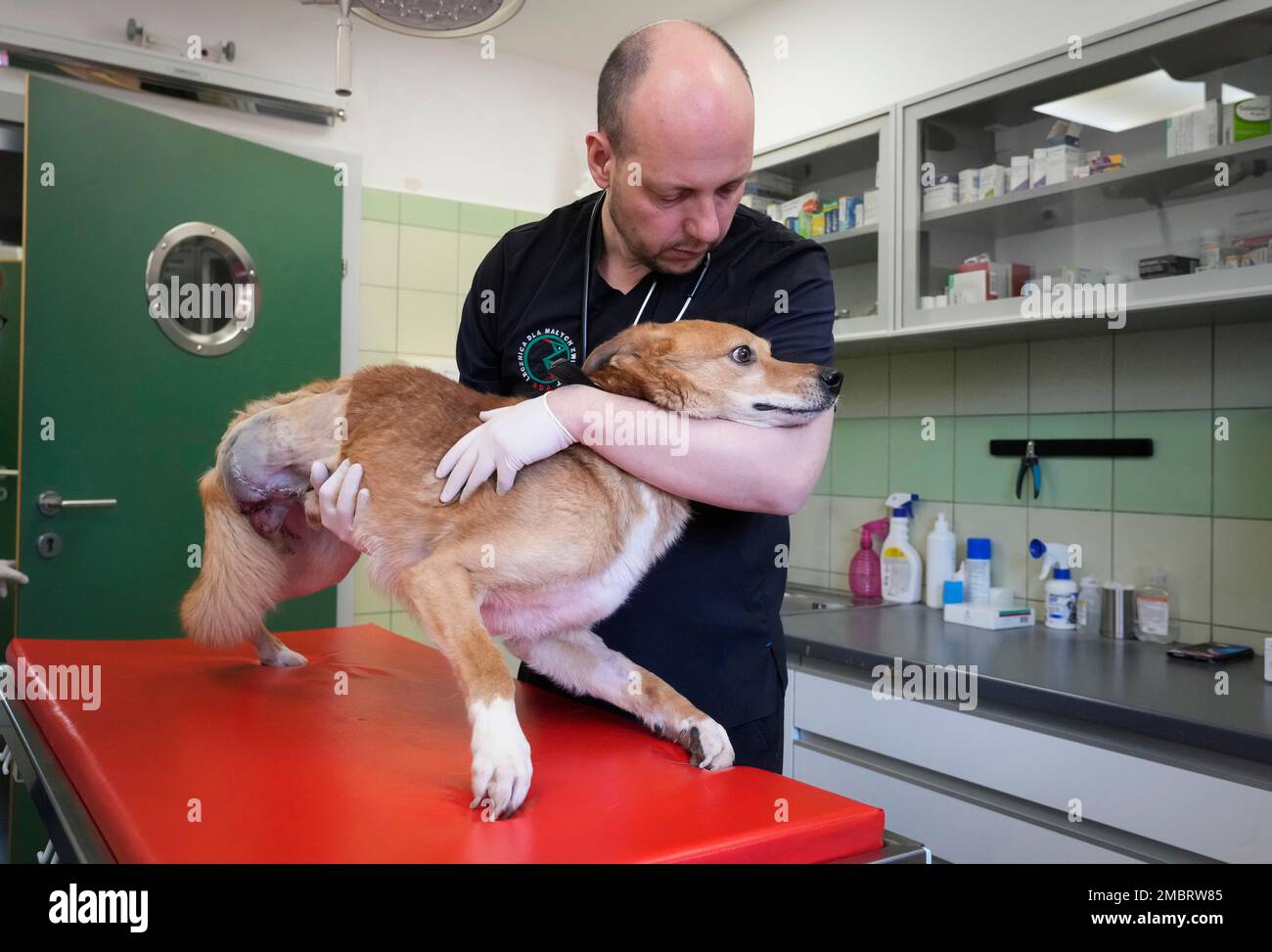 Veterinary doctor Redeslew Fediczynsk embraces a dog during treatment at  the ADA foundation centre in Przemysl, southeastern Poland, Monday, March  28, 2022. Amid the exodus of more than 2.2 million Ukrainian refugees