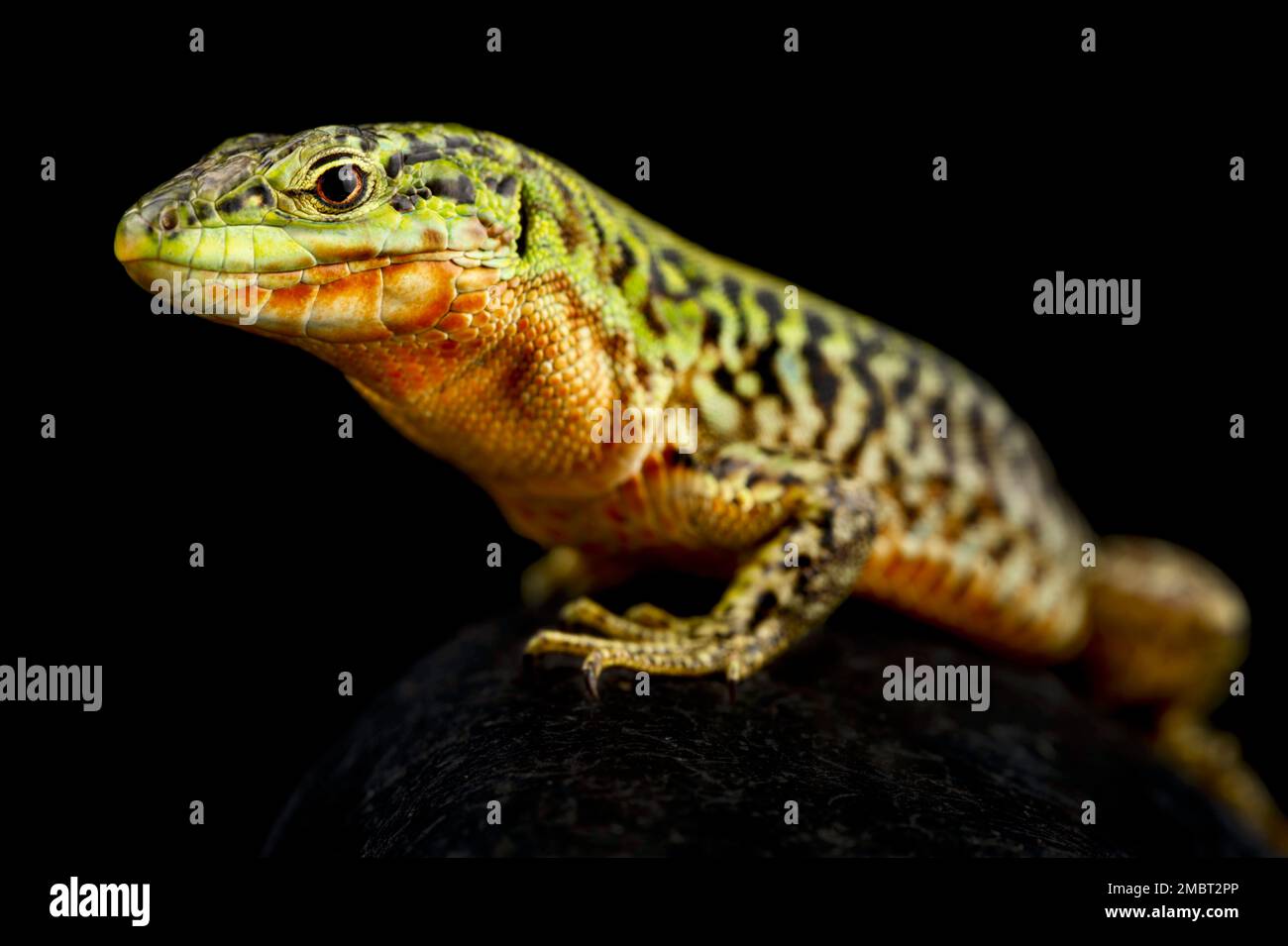 Northern Italian wall lizard (Podarcis siculus campestris) Stock Photo