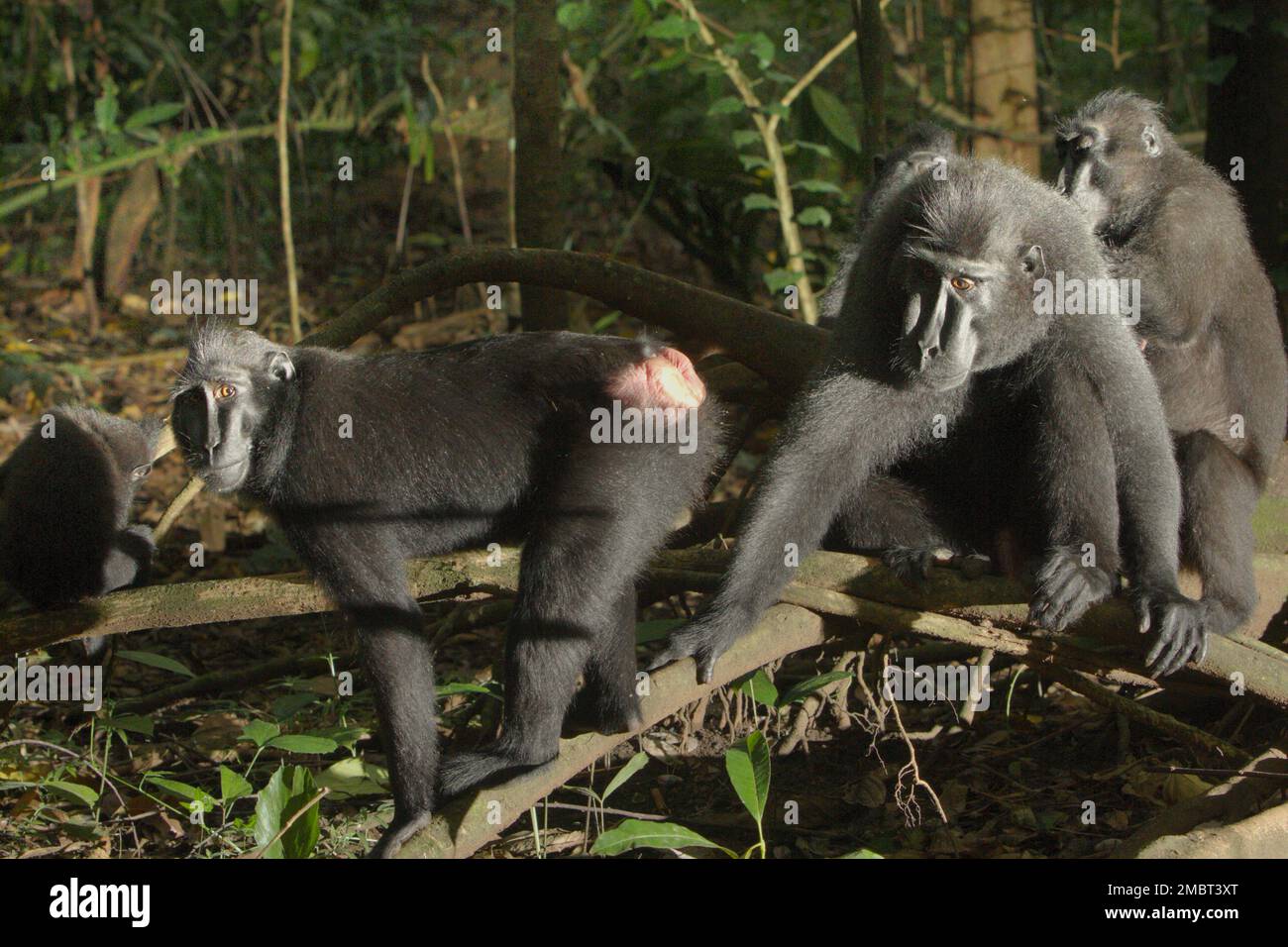 A group of Sulawesi black-crested macaque (Macaca nigra) in Tangkoko forest, North Sulawesi, Indonesia. A male individual of this species has a 'sociability' personality factor, which is identified by its 'high rate of grooming, high number of female neighbors, and diverse grooming network,' according to a team of scientists led by Christof Neumann in a scientific paper published in August 2013. Males also have 'connectedness' personality factor, which is identified by its 'diverse neighbor and grooming network, spatial position in the core of the group,' they added. Stock Photo