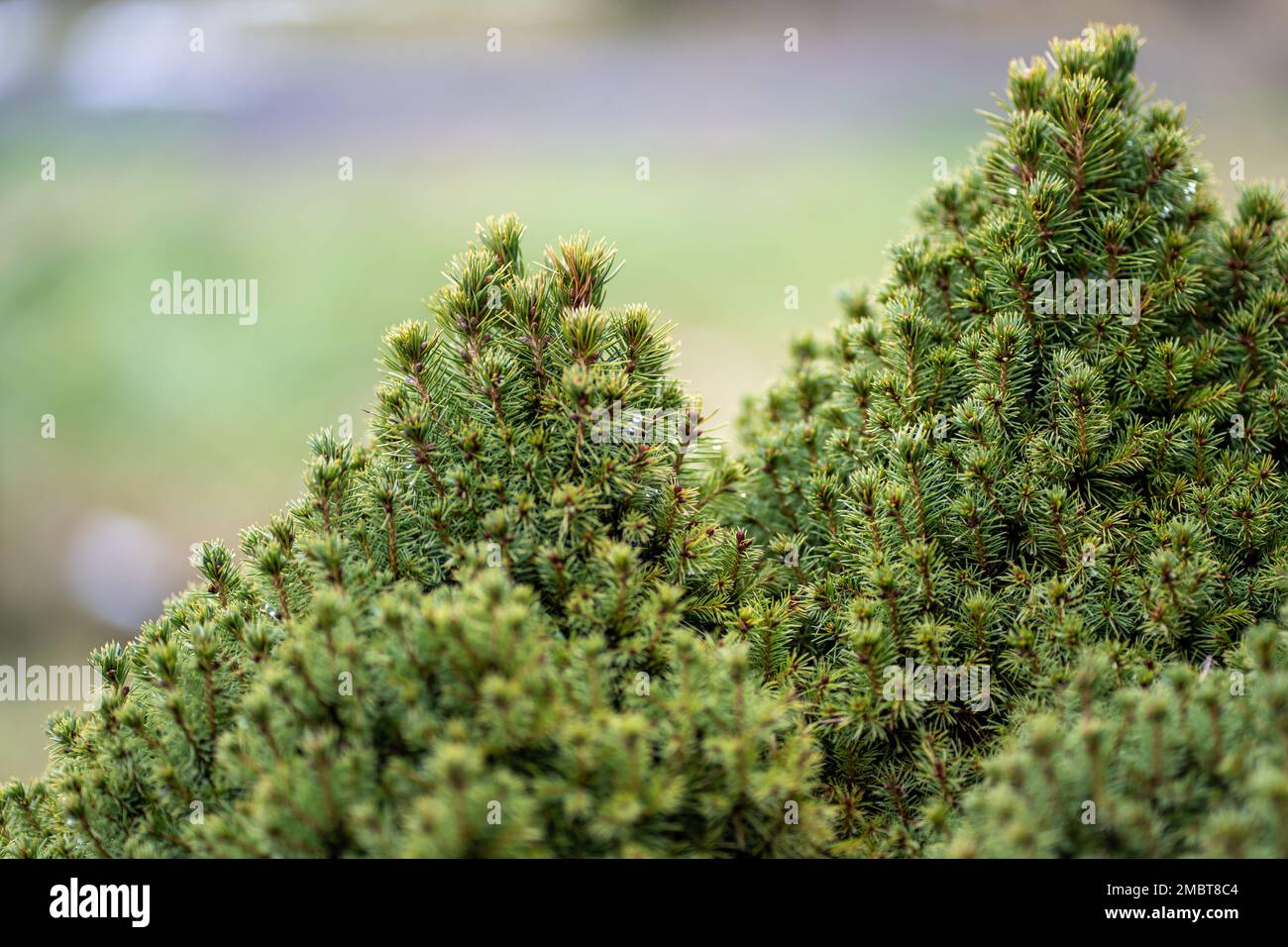 A selective focus shot of a Dwarf Alberta Spruce tree Stock Photo