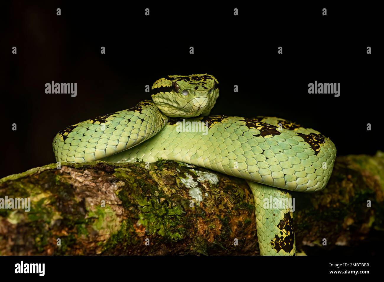 A malabar pit viper resting on a tree branch inside the forests of Agumbe on a rainy evening. Stock Photo