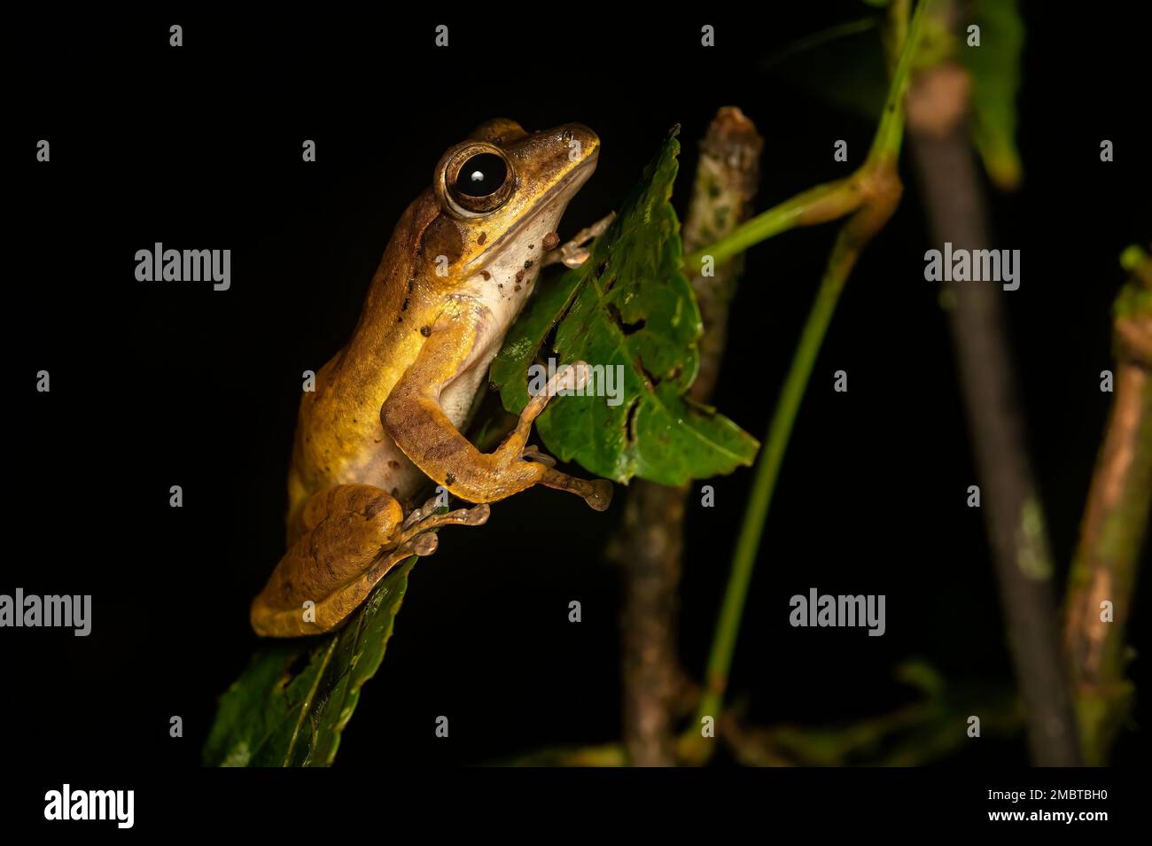 An Indian tree frog found in the jungles of Agumbe during a night walk on a rainy evening Stock Photo