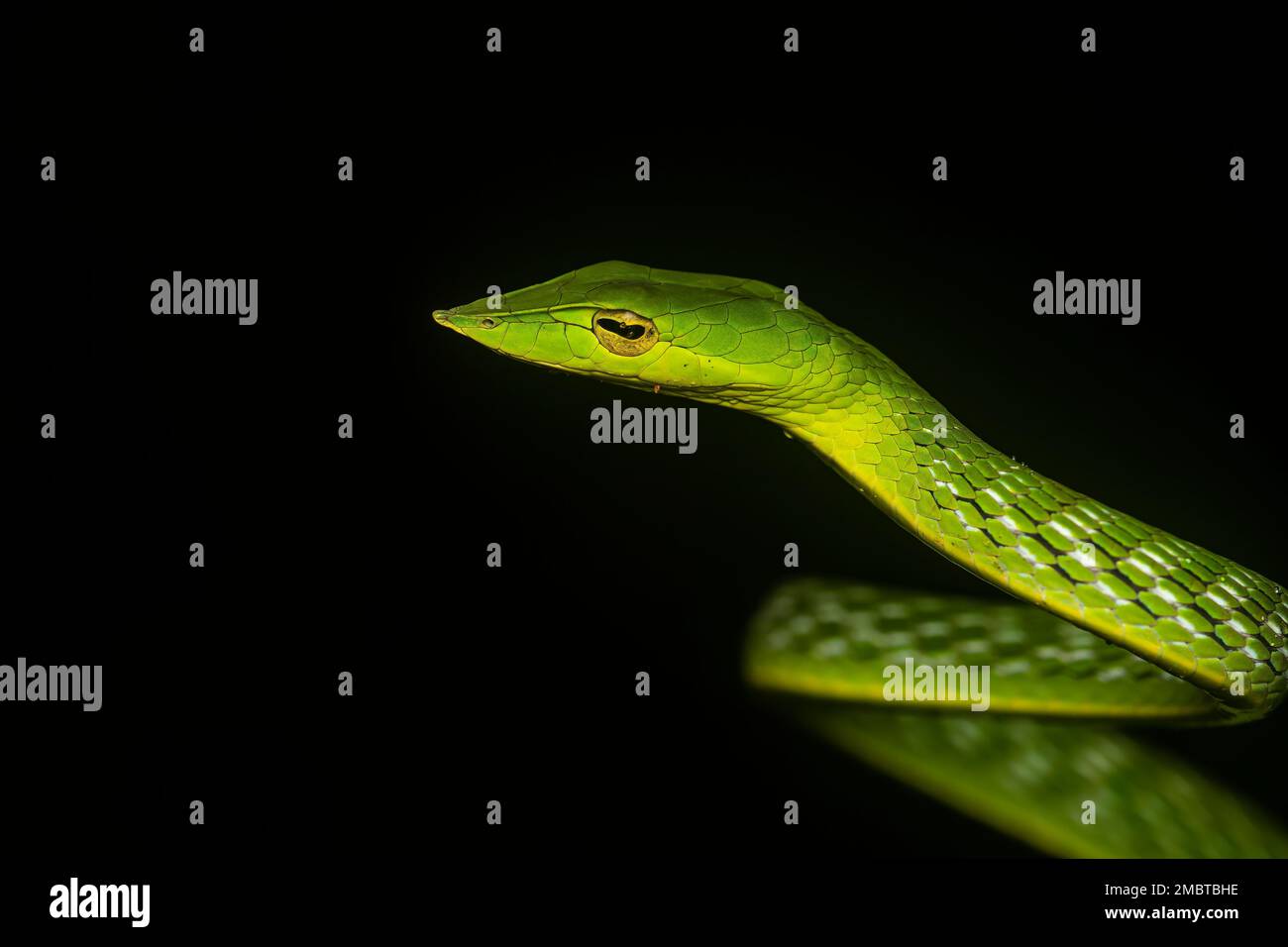 A green vine snake resting on a tree branch inside forests of Agumbe on a rainy night Stock Photo