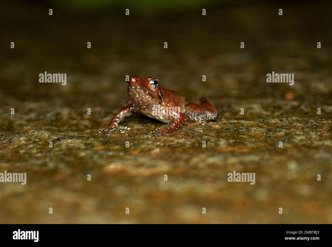 A dancing frog resting on a rocky surface inside Agumbe rain forest on a rainy day Stock Photo