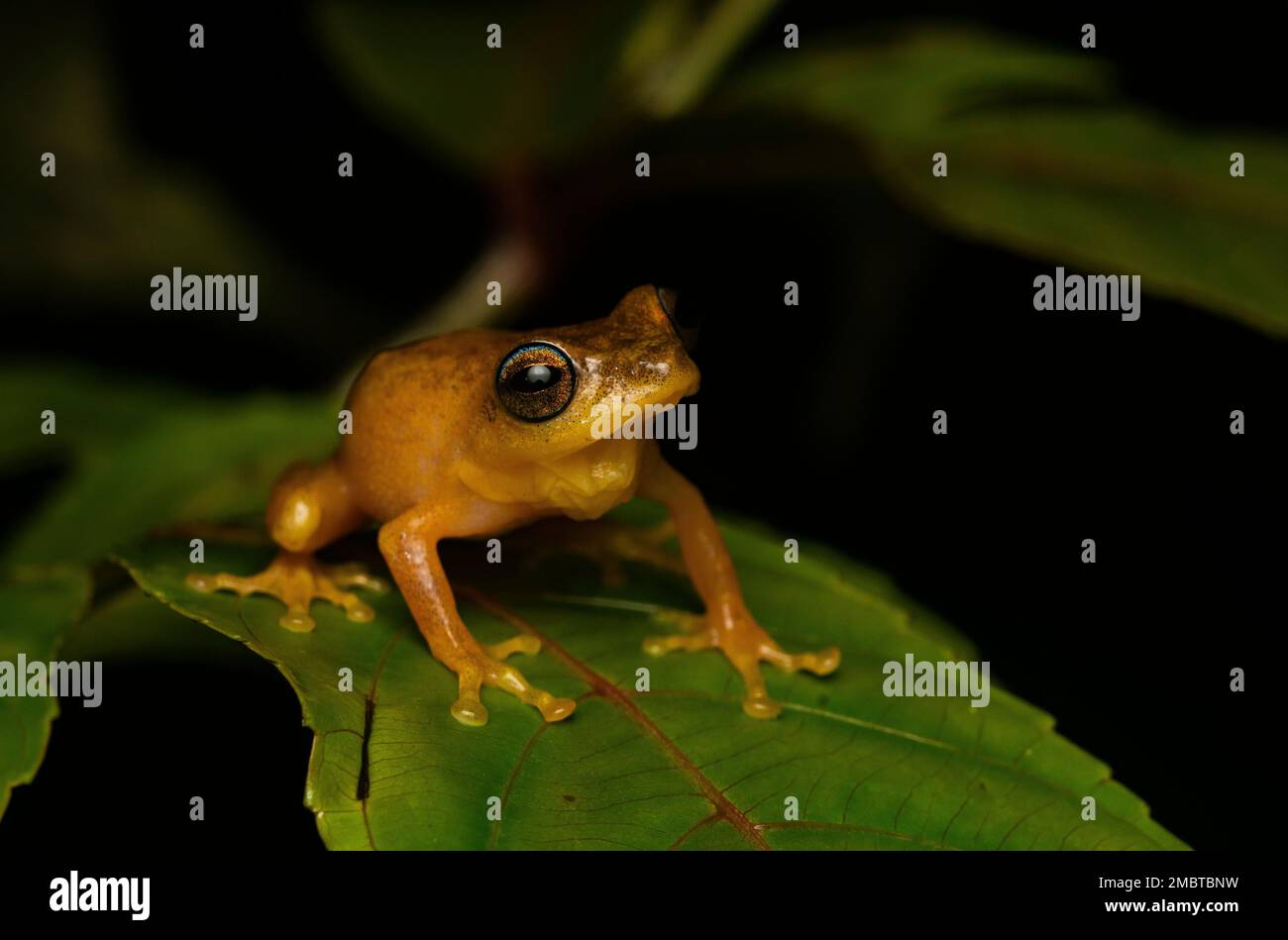 A blue-eyed bush frog resting on top of a leaf inside the agumbe forest on a rainy evening. Stock Photo