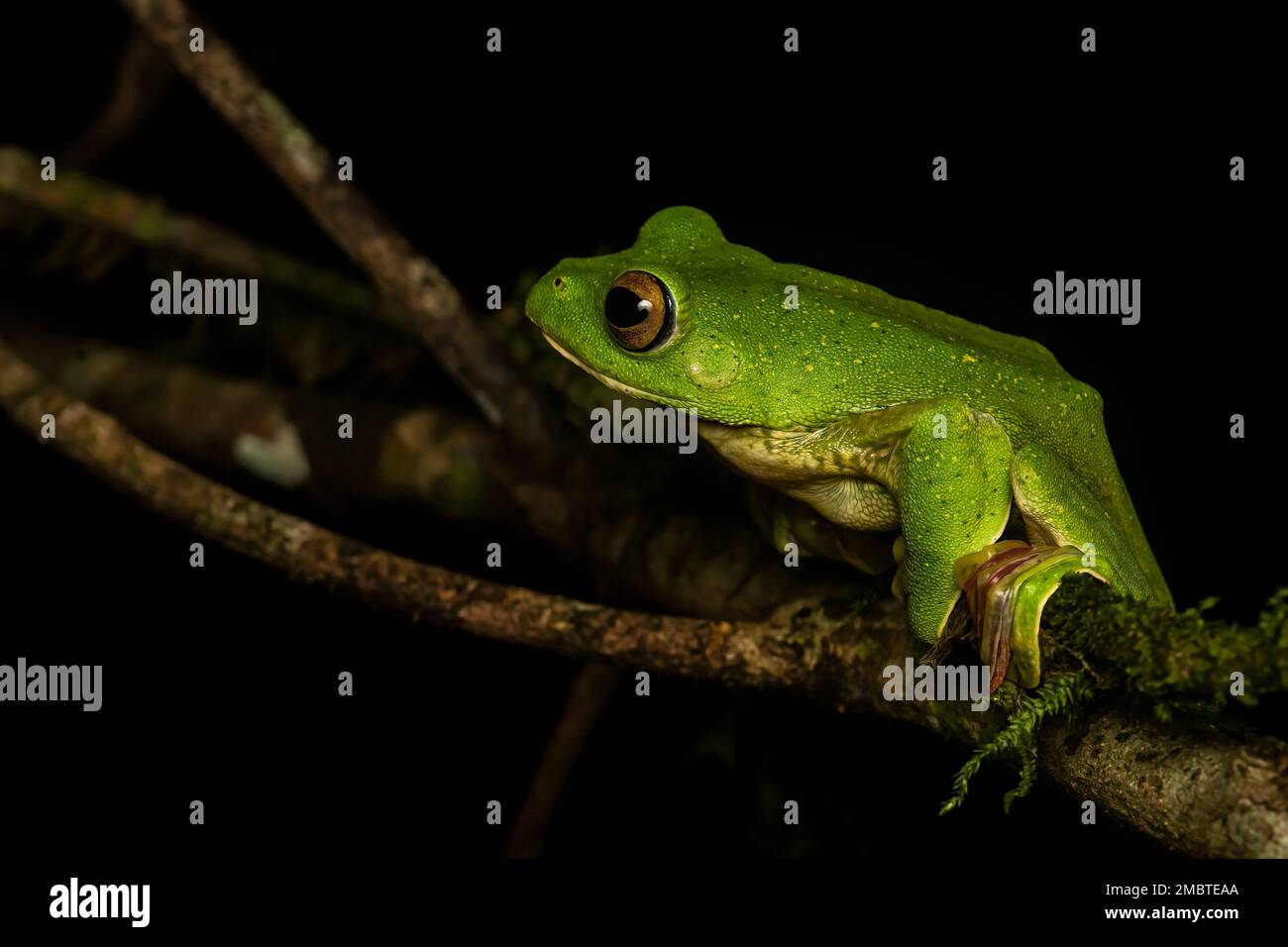 A malabar gliding frog resting on top of a leaf inside Agumbe forest on a rainy day. Stock Photo