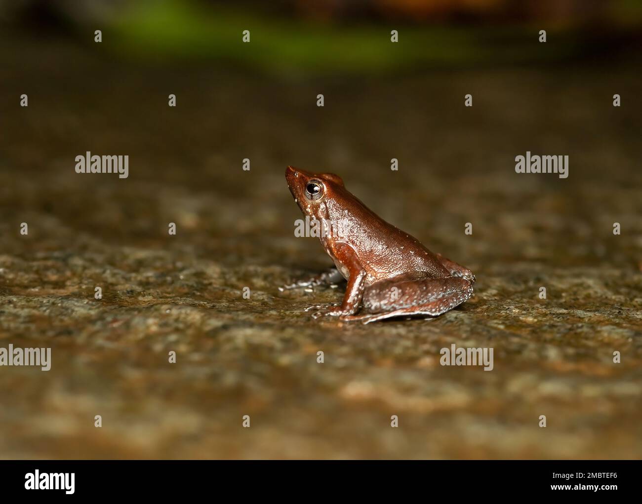 A dancing frog resting on a rocky surface inside Agumbe rain forest on a rainy day Stock Photo