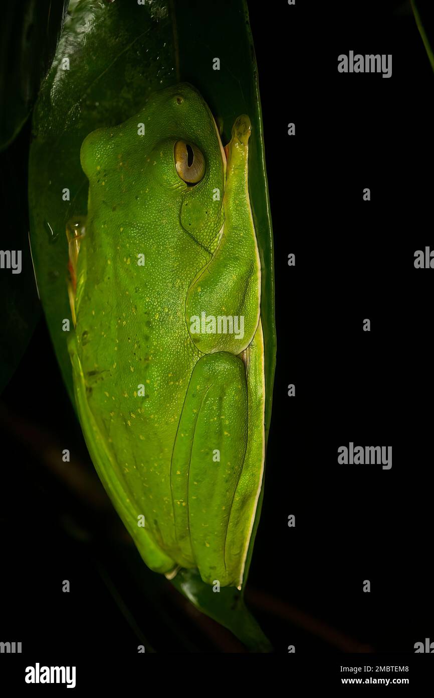 A malabar gliding frog resting on top of a leaf inside Agumbe forest on ...