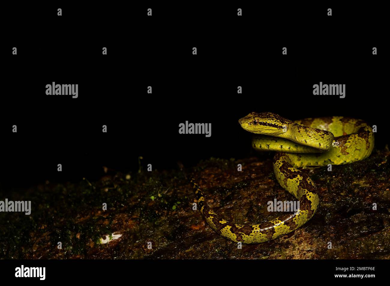 A malabar pit viper resting on a tree branch inside the forests of Agumbe on a rainy evening. Stock Photo