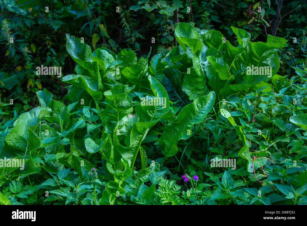 View of green wild horseradish leaves growing in the forest. Edible plant used as a spice or condiment. Stock Photo