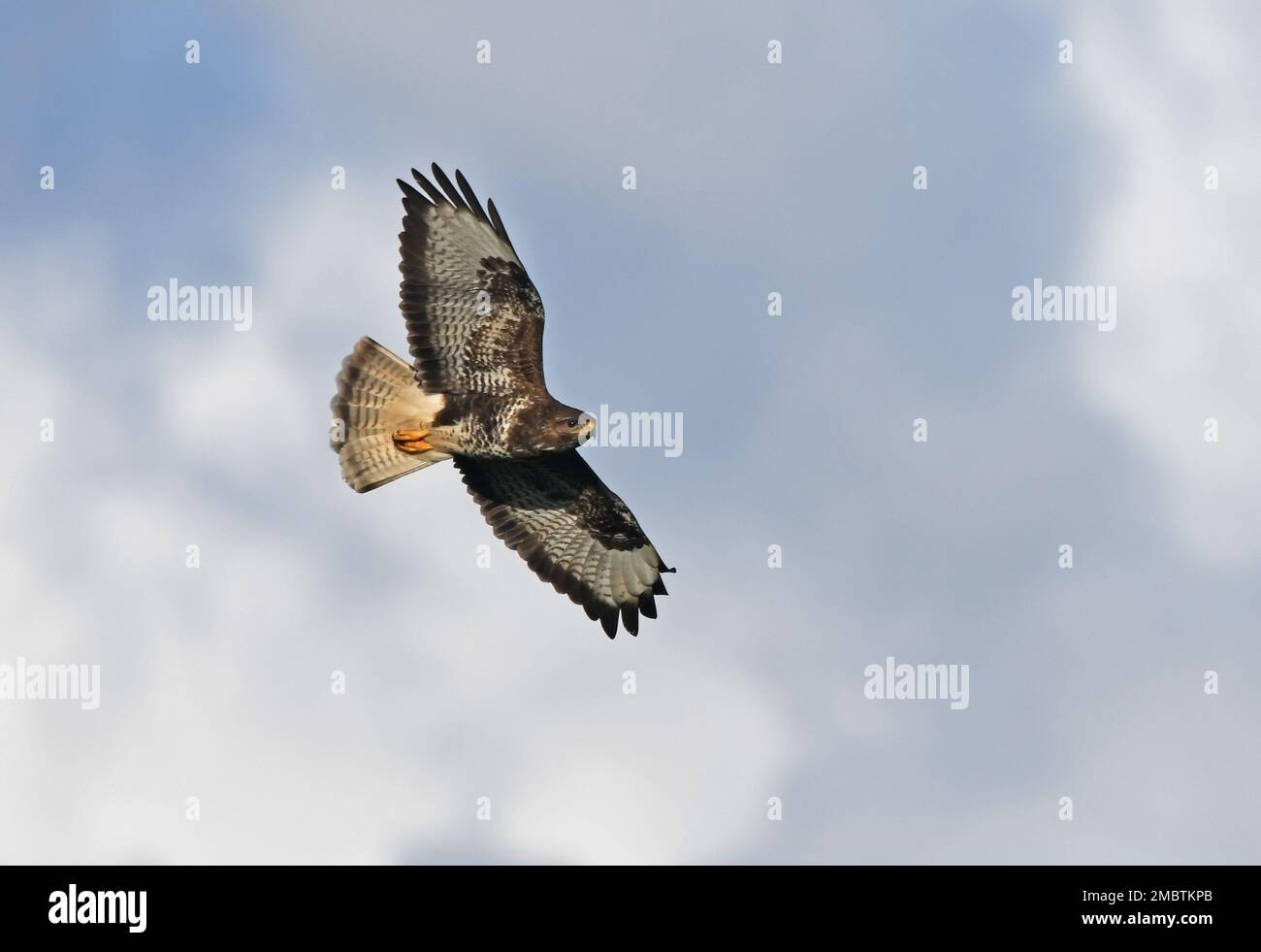 Common buzzard, Buteo buteo flying Stock Photo