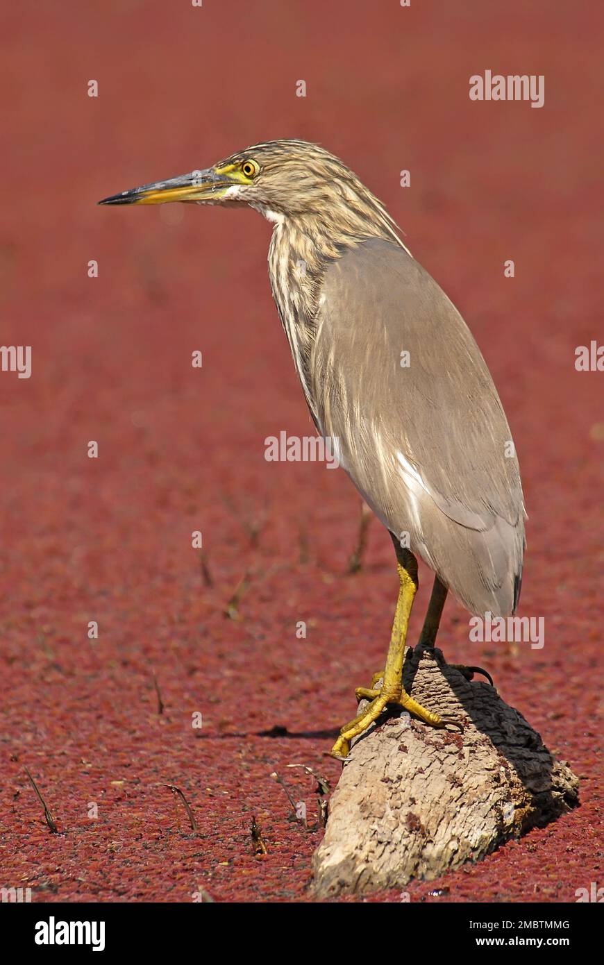 Squacco Heron, Ardeola ralloides in wetland, Portrait, India Stock Photo