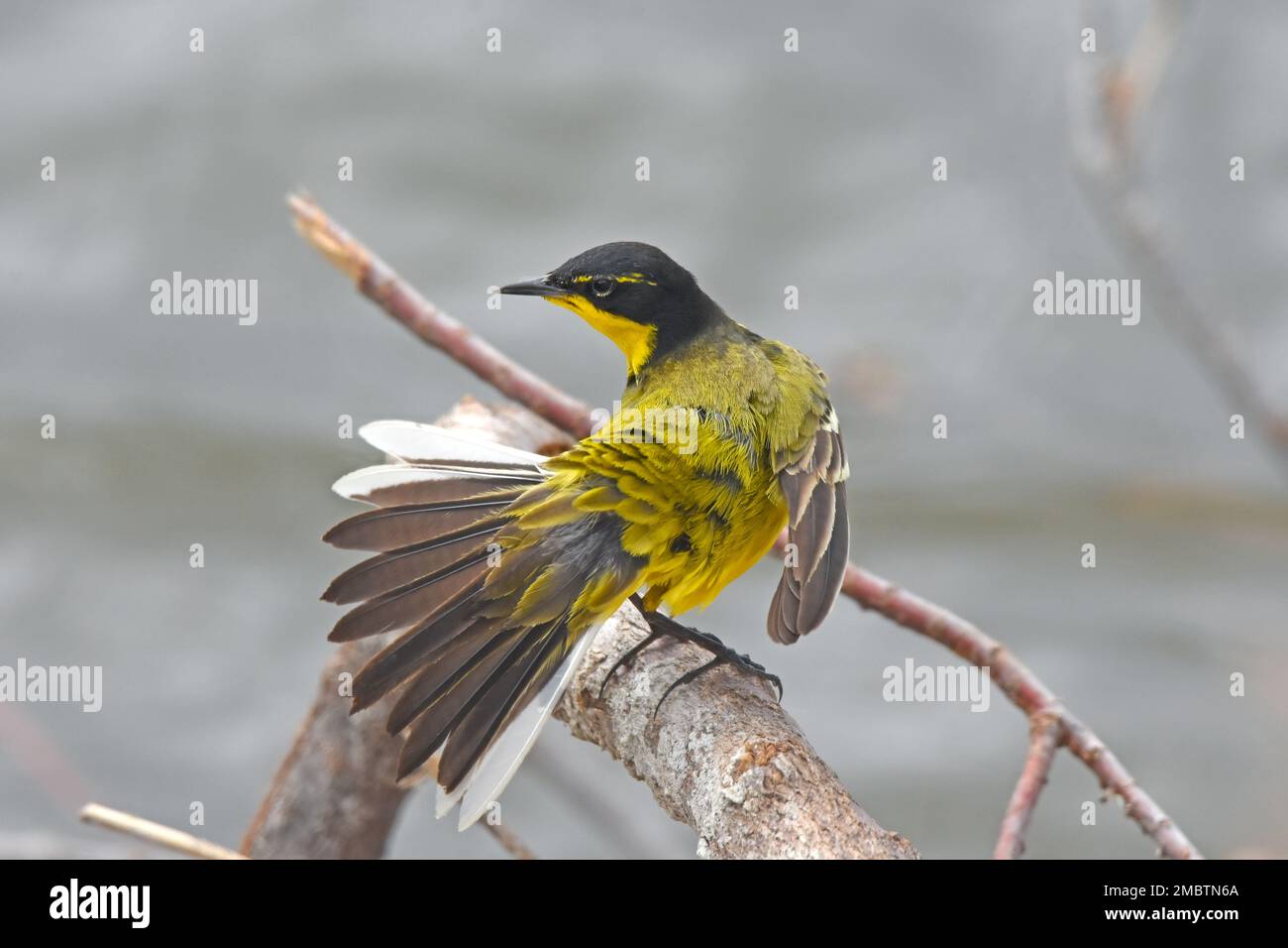 Yellow wagtail Tail spread Stock Photo