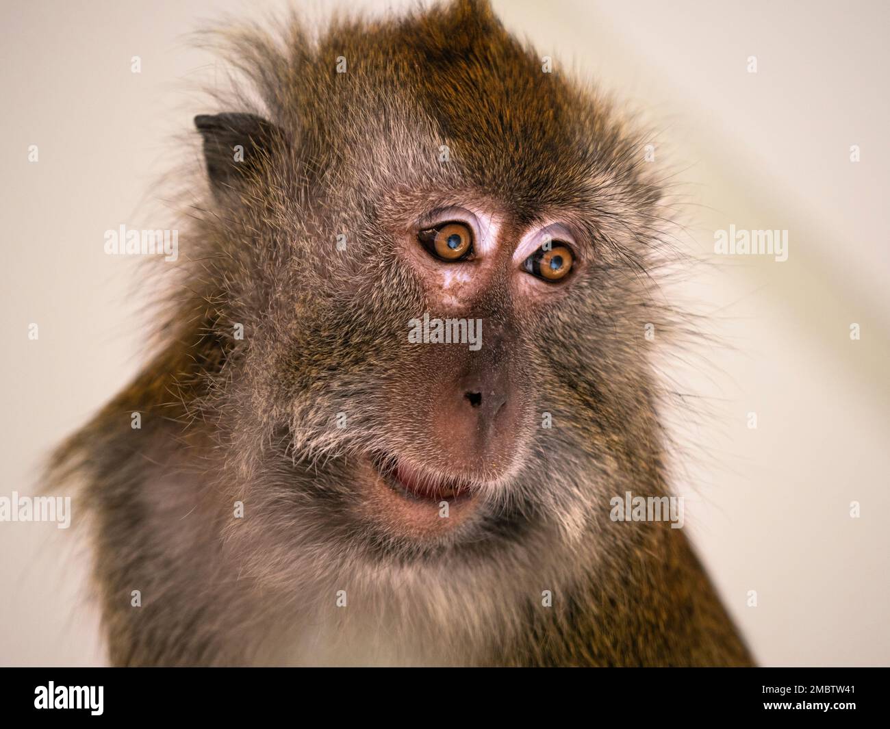 Crabeating Macaque Macaca fasdicularis portrait Stock Photo Alamy