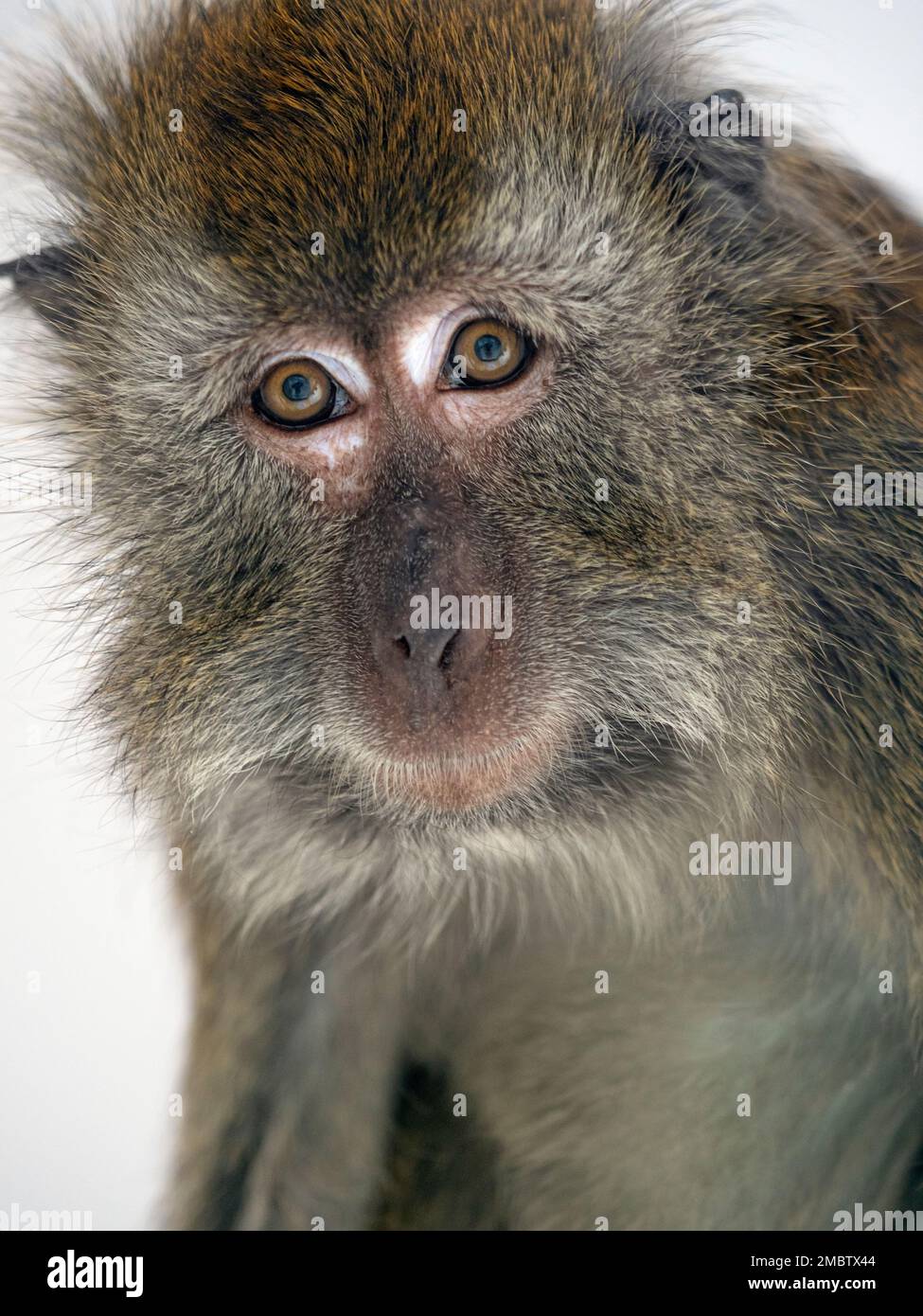 Crabeating Macaque Macaca fasdicularis portrait Stock Photo Alamy
