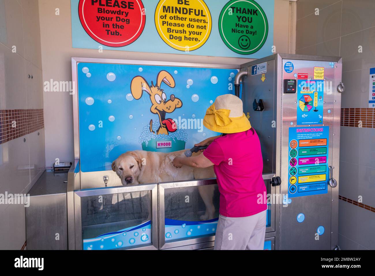 Adelaide, Australia. 21 January 2023 A dog owner washes her labrador