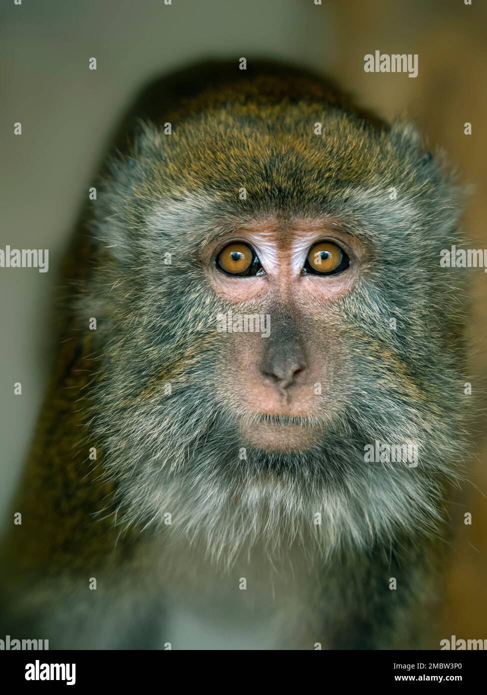 Crab-eating Macaque Macaca fasdicularis portrait Stock Photo