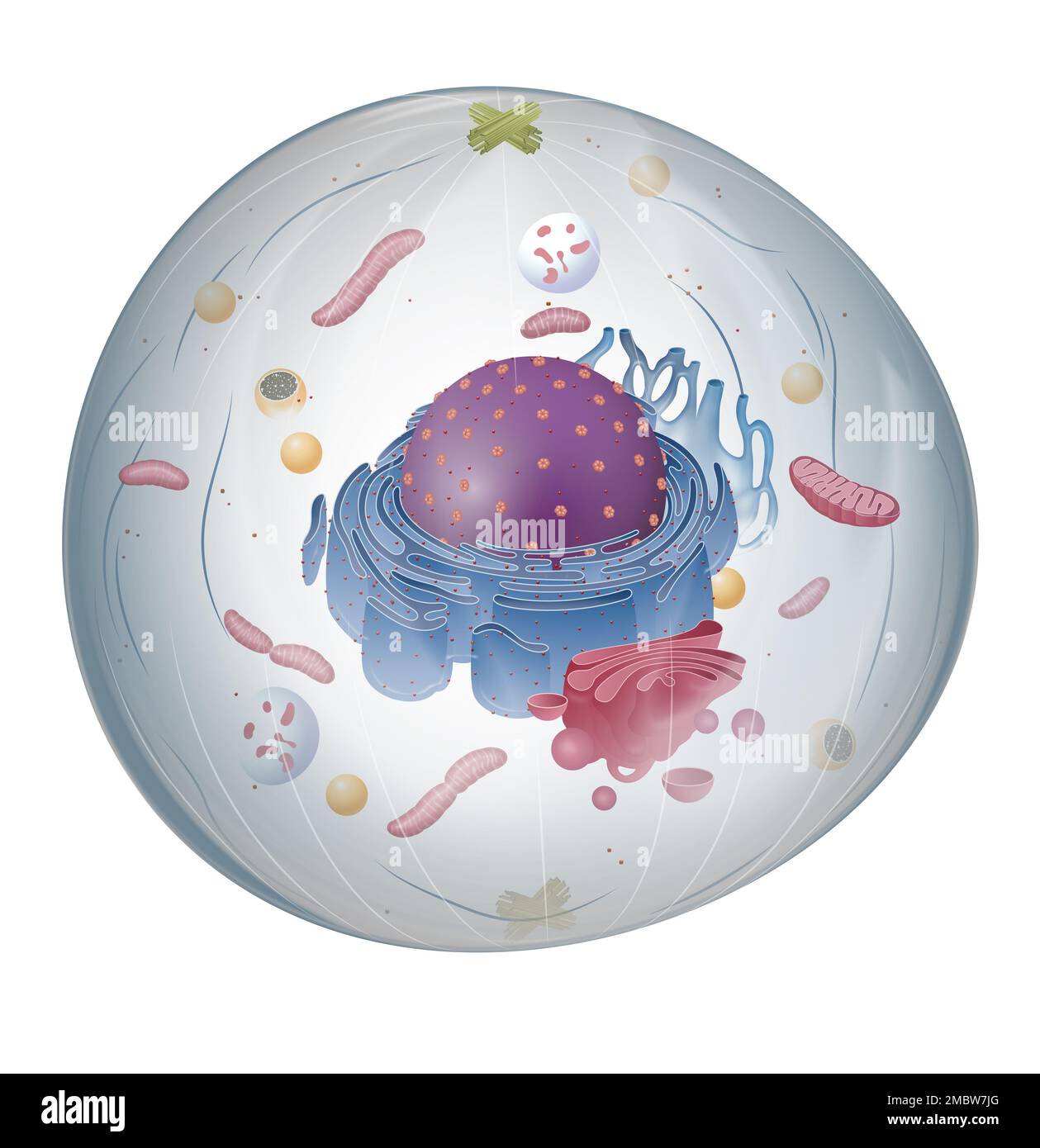 The structure of Animal cell Stock Photo