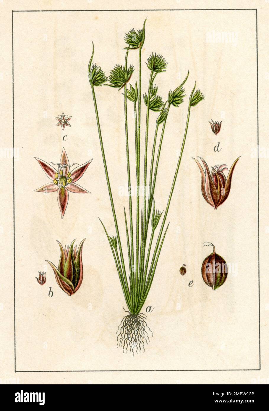 dwarf rush Juncus capitatus,  (botany book, 1906), Aufrechte Zwergbinse Stock Photo