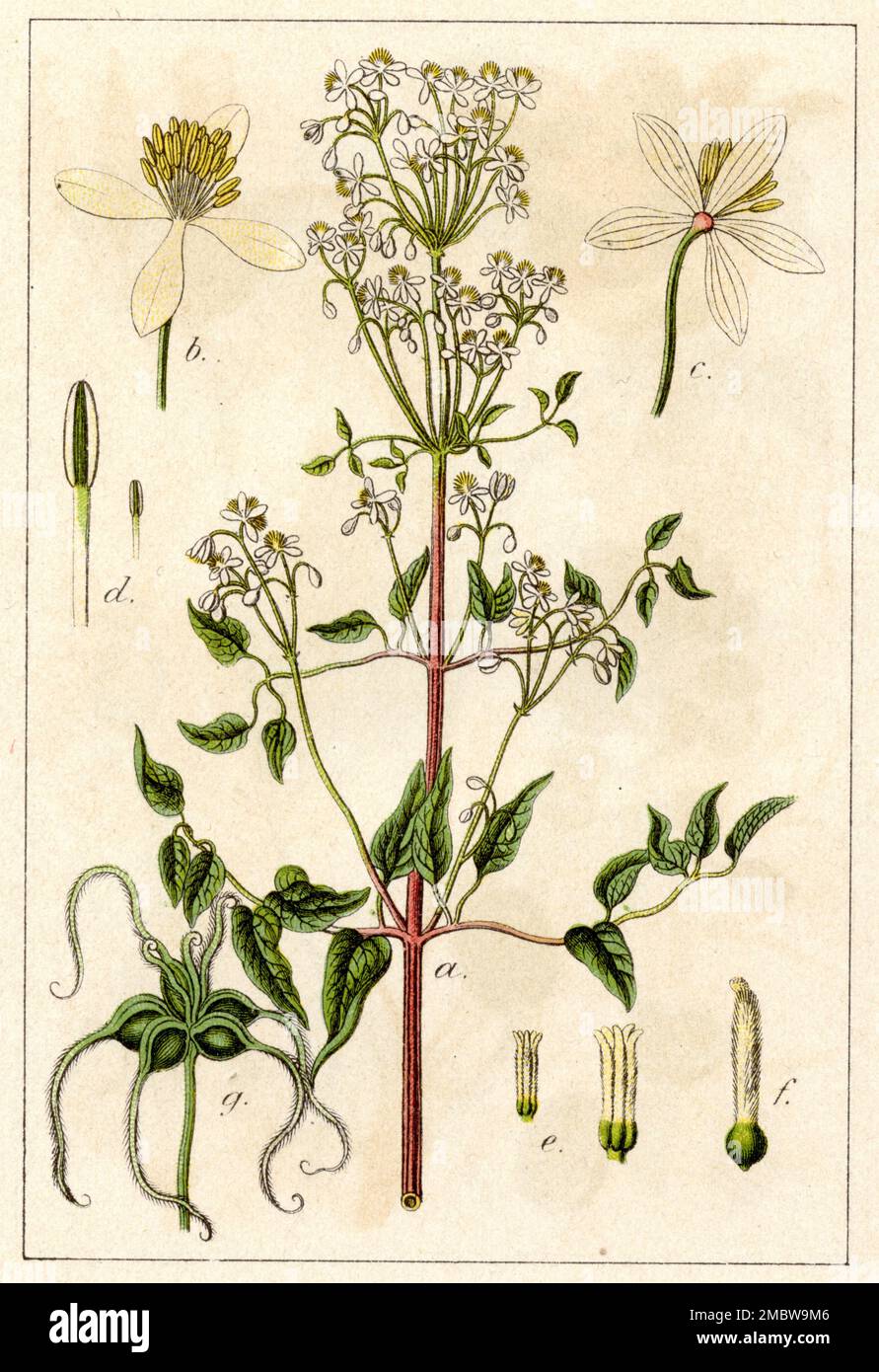 ground virginsbower Clematis recta,  (botany book, 1901), Aufrechte Waldrebe Stock Photo