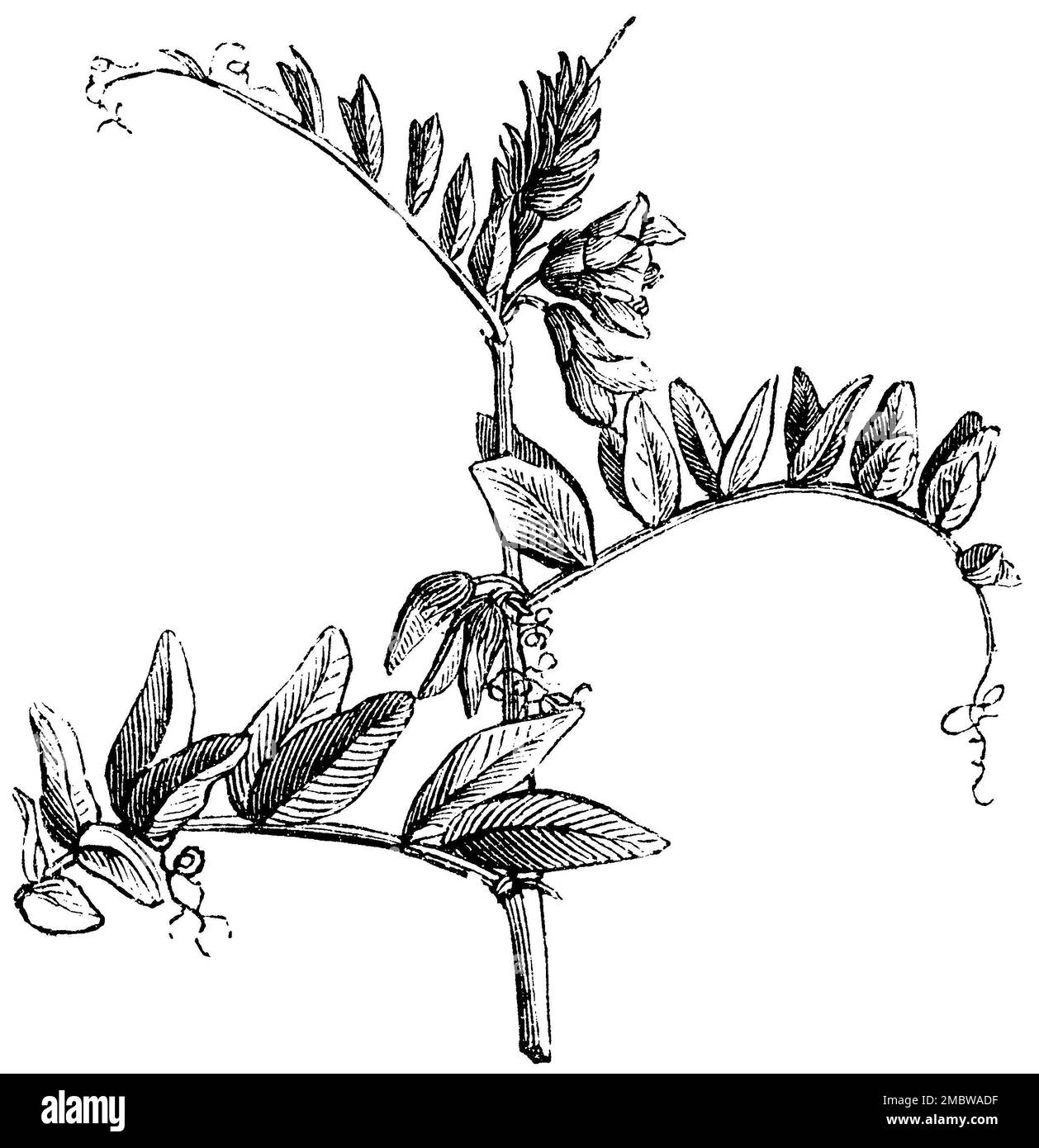 Bush Vetch, Vicia sepium, anonym (agricultural book, 1876), Zaun-Wicke, Vesce des haies Stock Photo