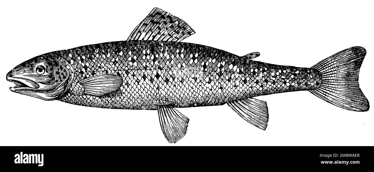 brown trout, Salmo trutta fario, anonym (zoology book, 1889), Bachforelle, truite de rivière Stock Photo
