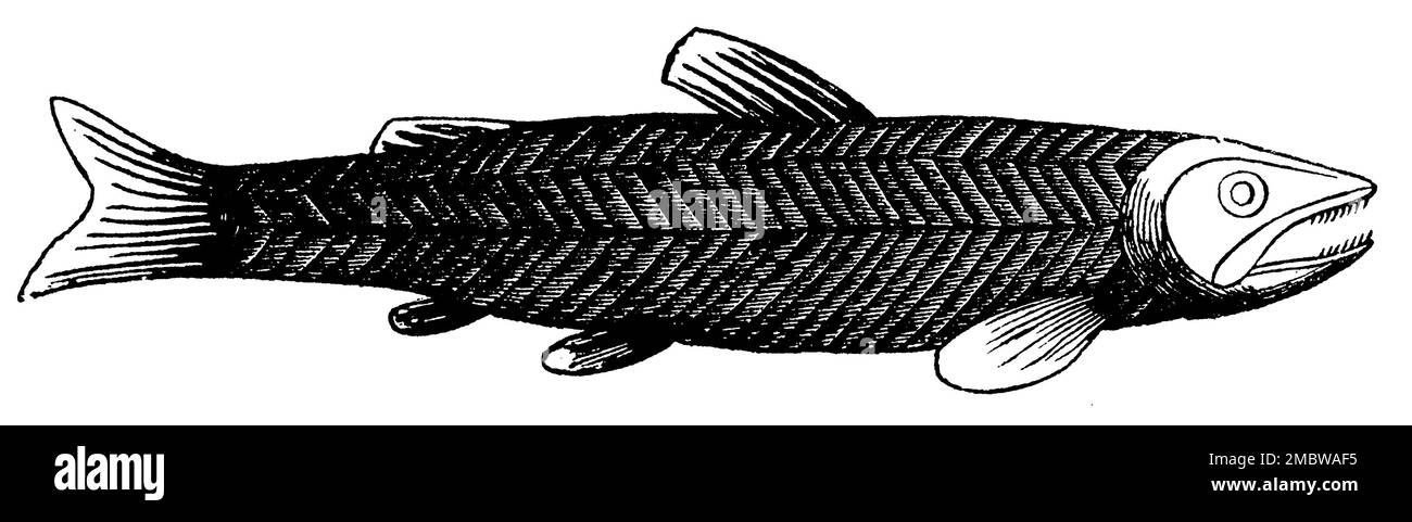 brown trout, musculature, Salmo trutta fario, anonym (biology book, 1861), Bachforelle, Muskulatur, truite de rivière, musculature Stock Photo