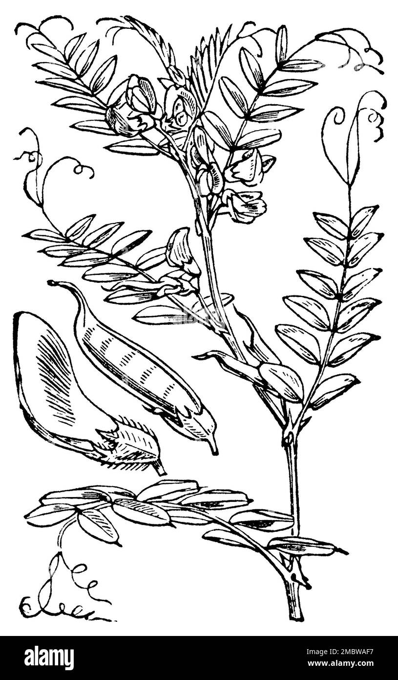 Bush Vetch, Vicia sepium, anonym (natural history book, 1886), Zaun-Wicke, Vesce des haies Stock Photo