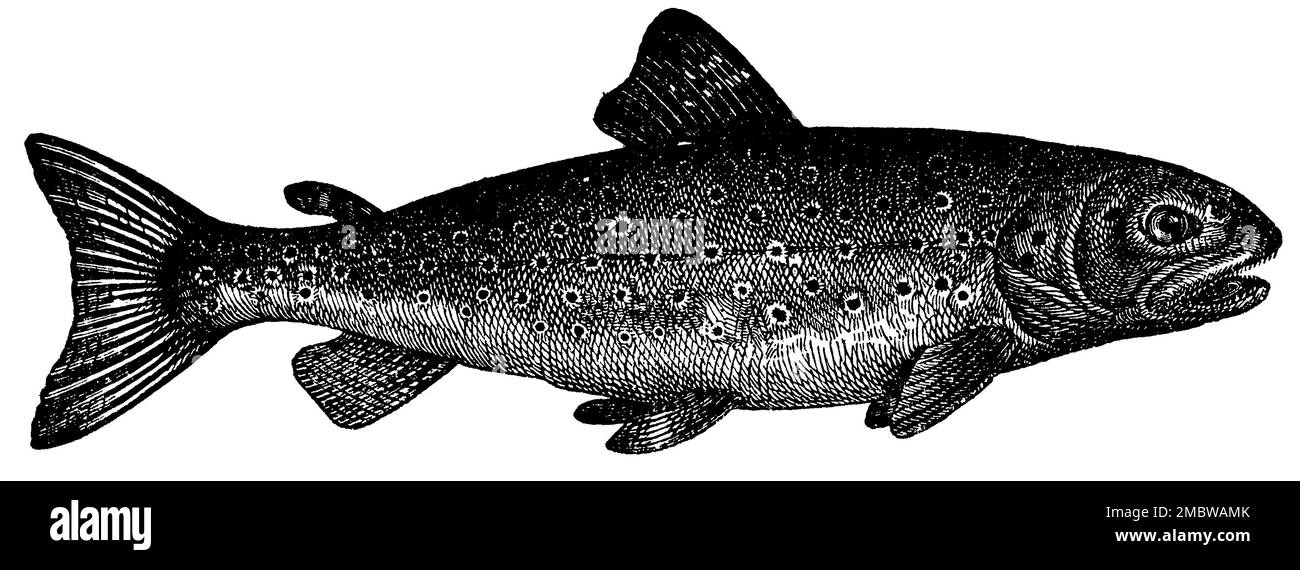 brown trout, Salmo trutta fario, anonym (zoology book, 1886), Bachforelle, truite de rivière Stock Photo