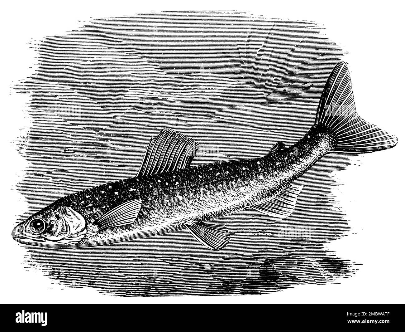 brown trout, Salmo trutta fario,  (encyclopedia, 1893), Bachforelle, truite de rivière Stock Photo