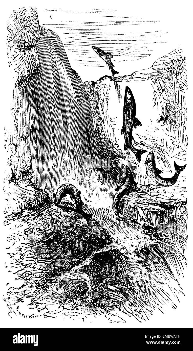 Atlantic salmon, salmon jumping over a weir, Salmo salar, (encyclopedia ...