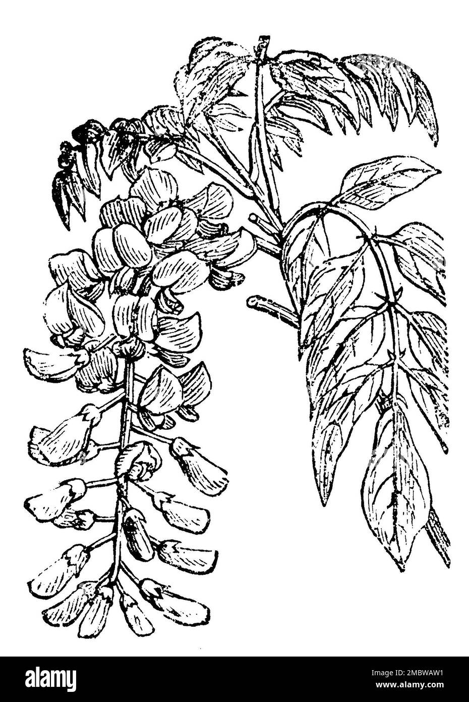 Chinese wisteria, Wisteria sinensis,  (garden book, 1877), Chinesische Wisteria, Wisteria sinensis Stock Photo
