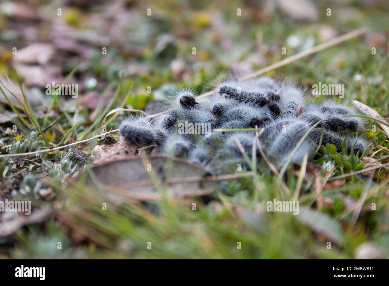set of processionary caterpillar, nest, in its first days of life during the beginning of winter. Stock Photo