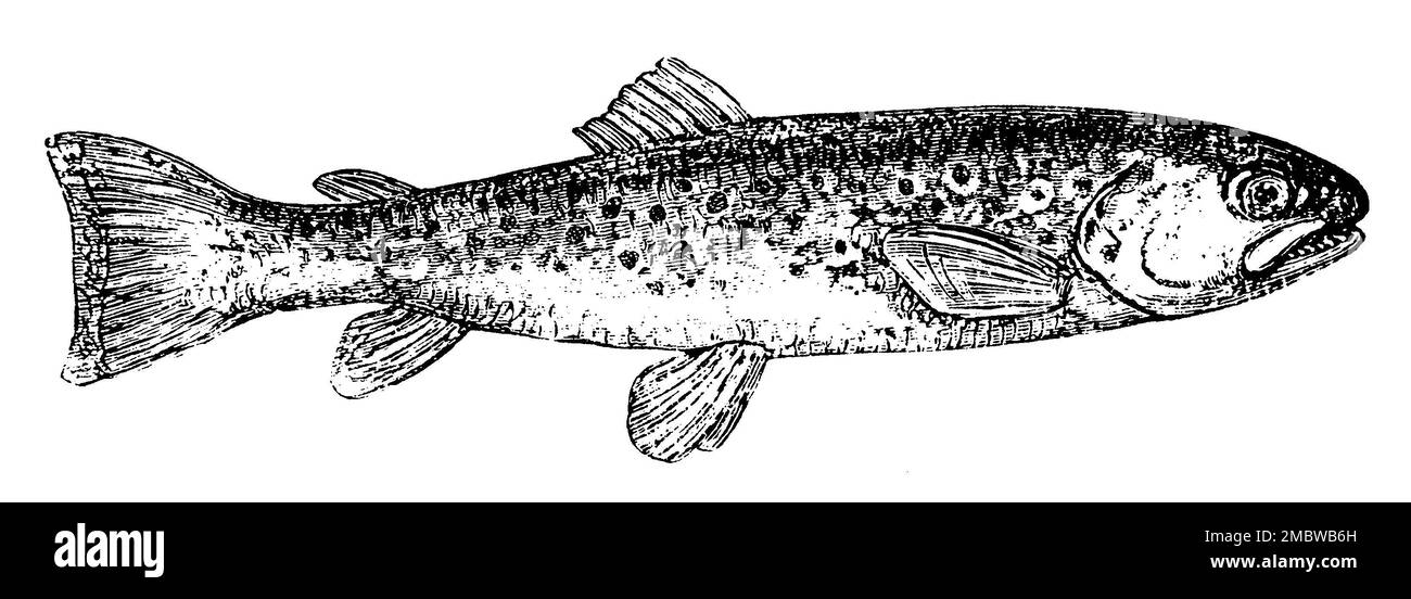 brown trout, Salmo trutta fario, E. Hosemann XA (encyclopedia, 1890), Bachforelle, truite de rivière Stock Photo