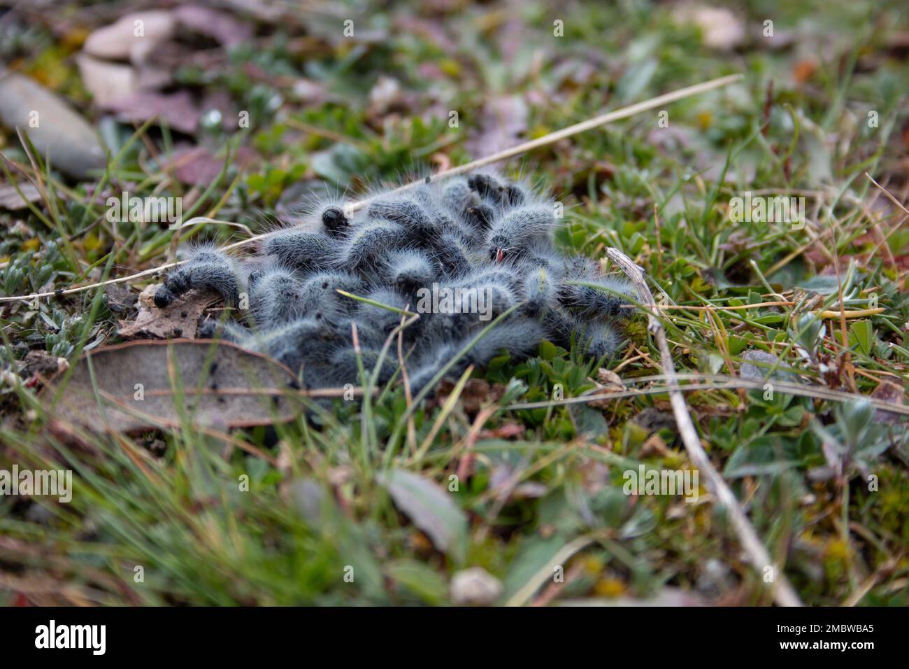set of processionary caterpillar, nest, in its first days of life during the beginning of winter. Stock Photo