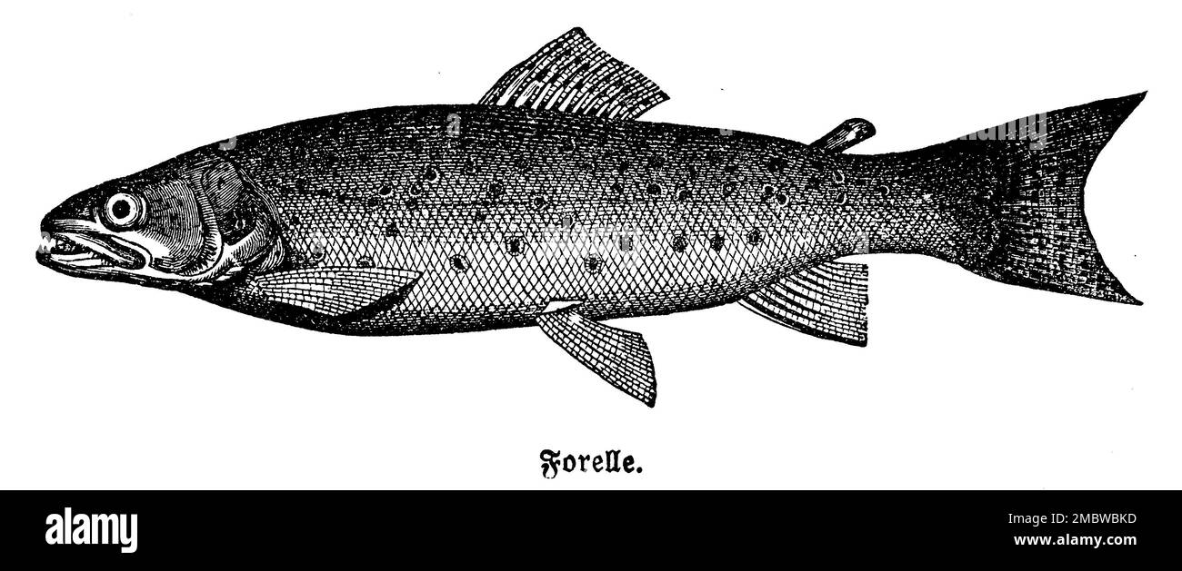 brown trout, Salmo trutta fario,  (cookbook, 1900), Bachforelle, truite de rivière Stock Photo