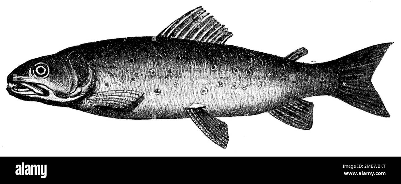 brown trout, Salmo trutta fario,  (cookbook, 1904), Bachforelle, truite de rivière Stock Photo