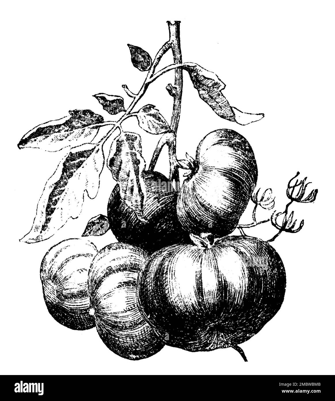Solanum lycopersicum engraving hires stock photography and images Alamy