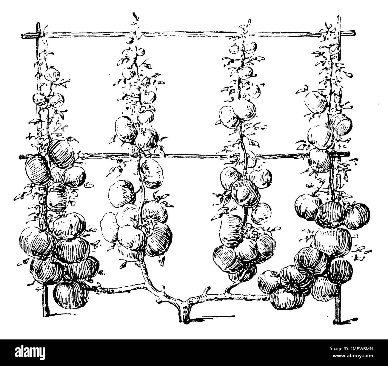 Solanum lycopersicum engraving hires stock photography and images Alamy