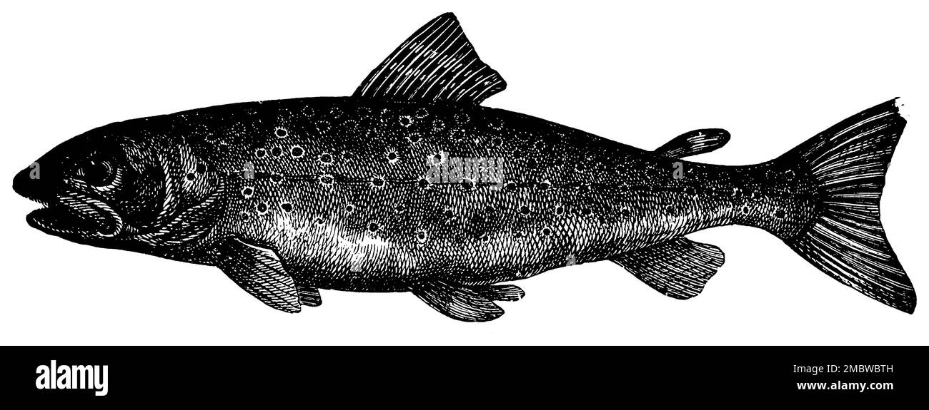 brown trout, Salmo trutta fario,  (agricultural book, 1927), Bachforelle, truite de rivière Stock Photo