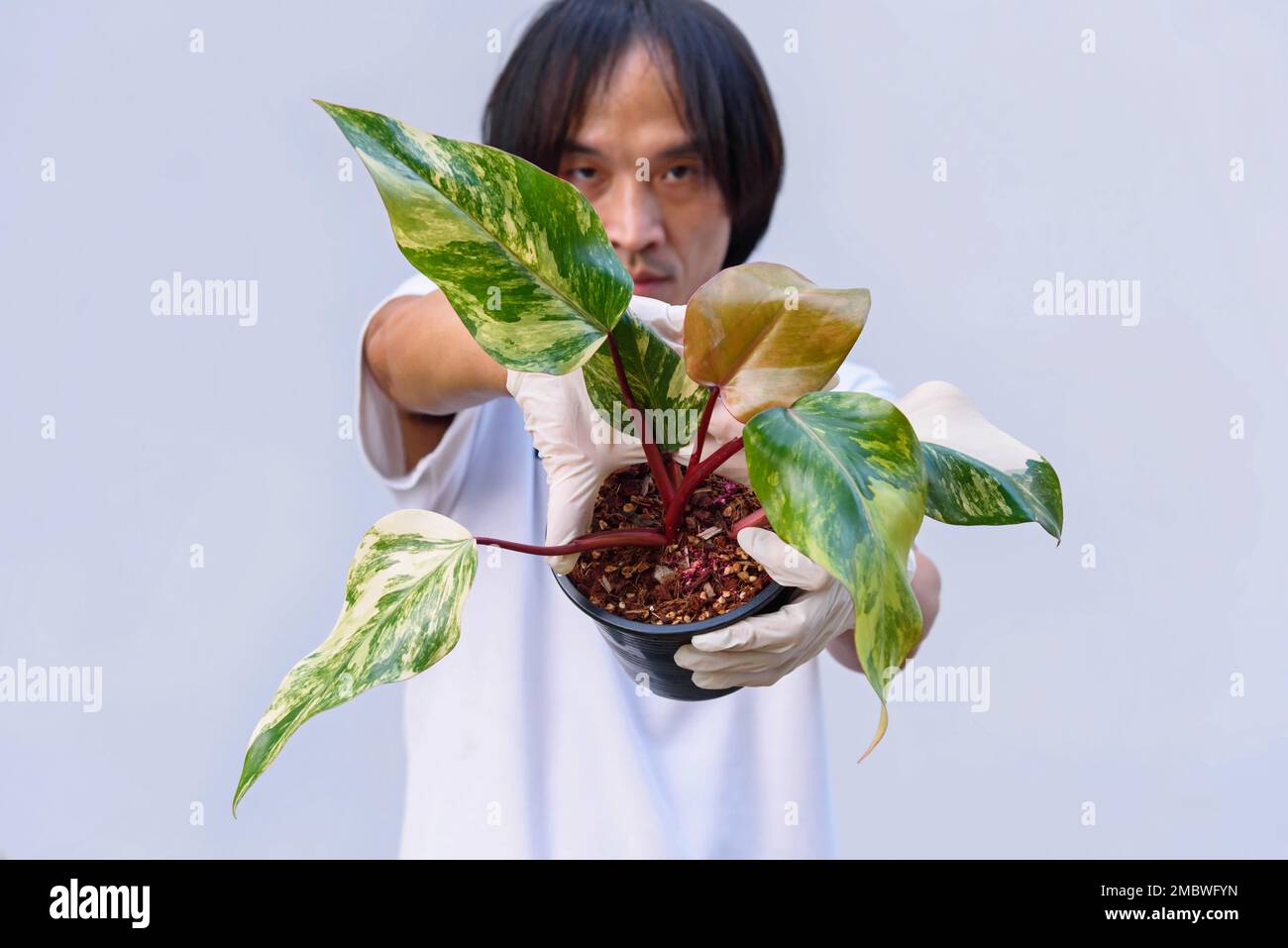 Philodendron Red Emerald variegated / Philodendron Stawberry shake Stock  Photo - Alamy