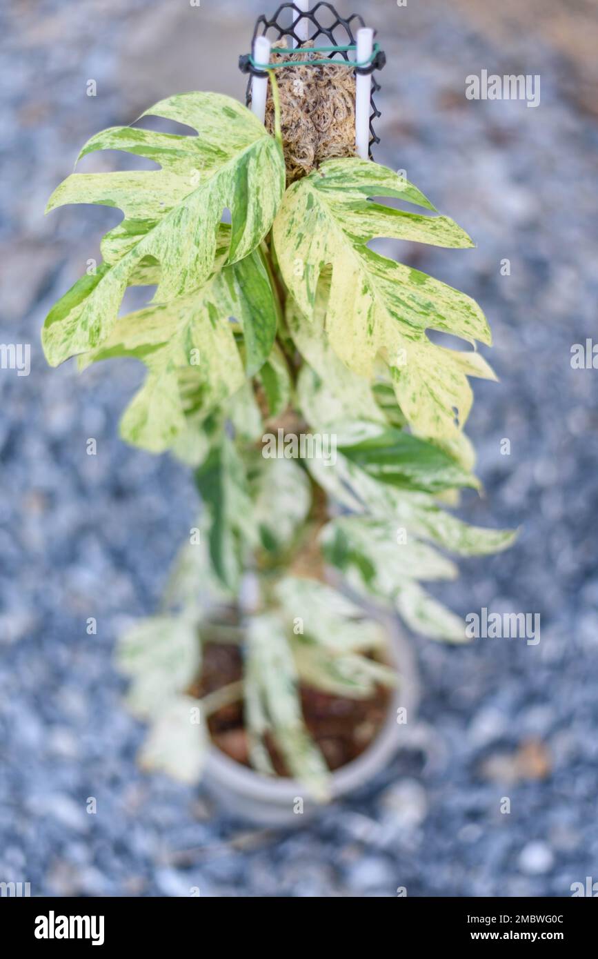 Fresh Leaf of epipremnum pinnatum marble plant in a pot Stock Photo Alamy